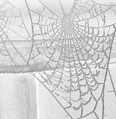 Web, by Marc Carlton
